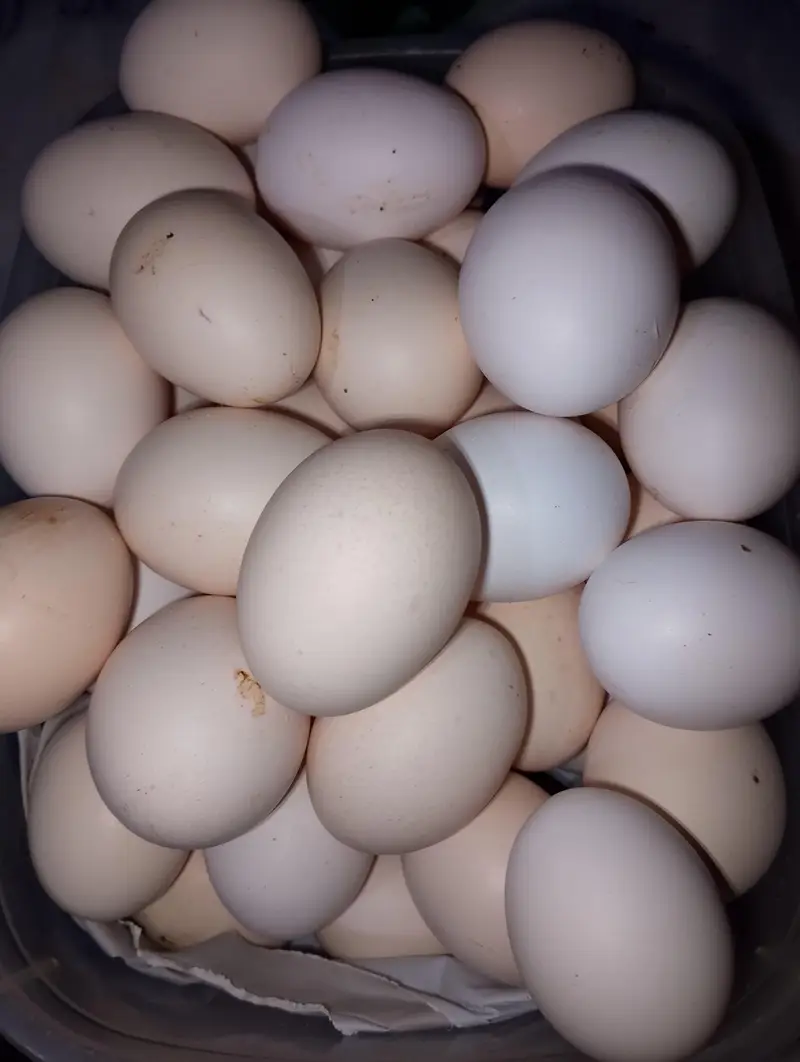 6 Organic, fertile desi and aseel cross eggs