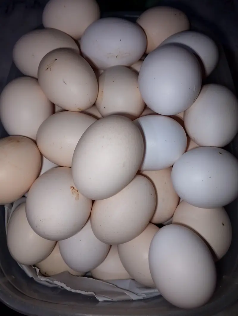 6 Organic, fertile desi and aseel cross eggs — photo 2
