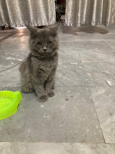 Persin male kitten 
