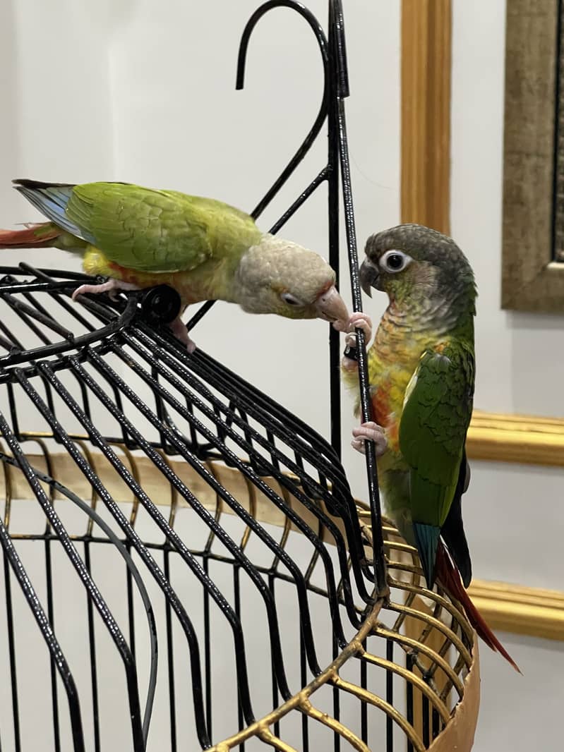 Pineapple conure pair 16