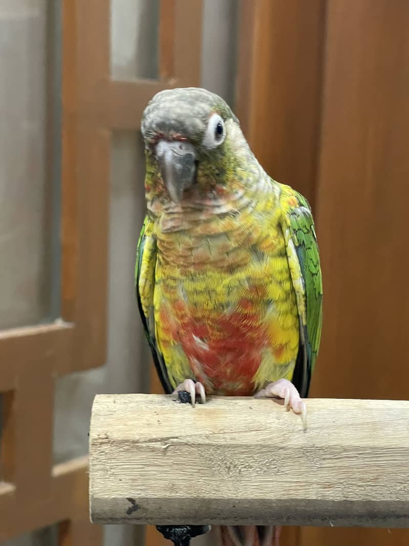 Pineapple conure pair 17