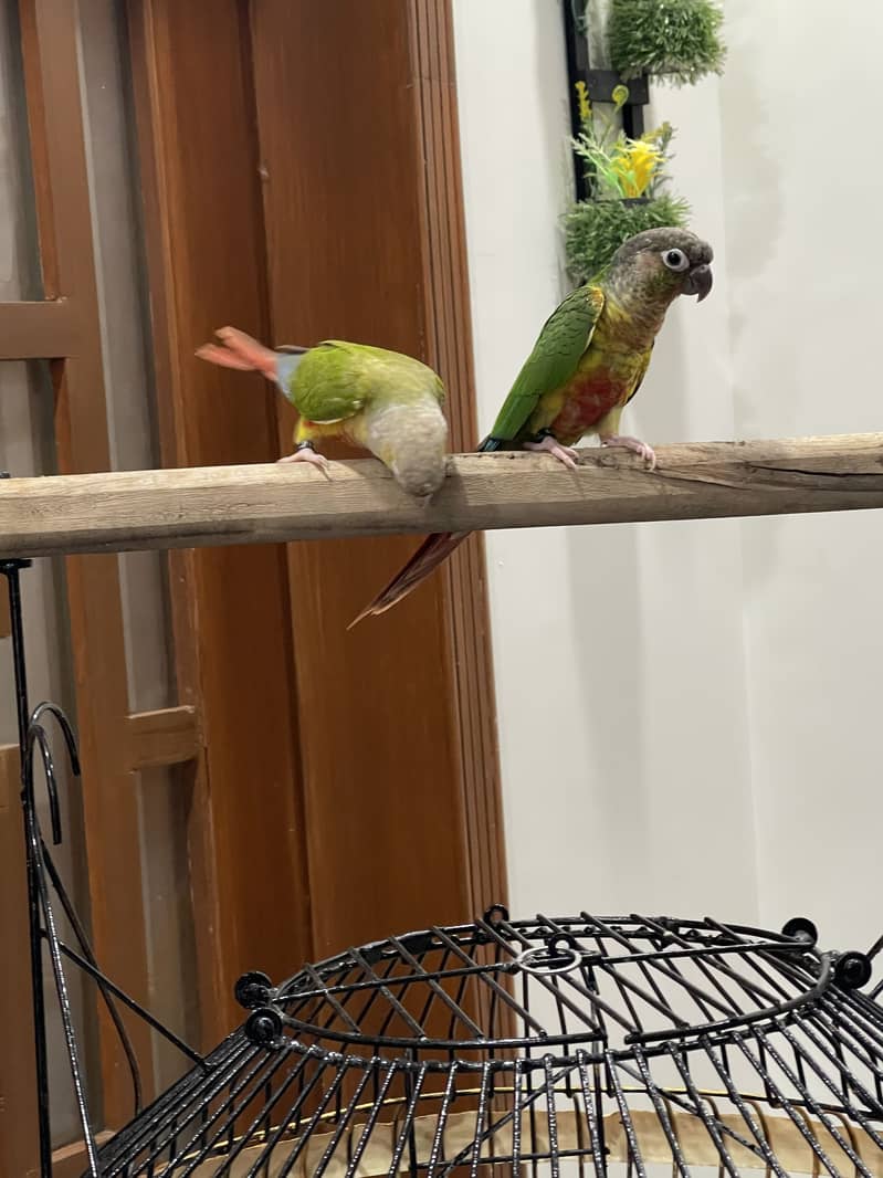 Pineapple conure pair 18
