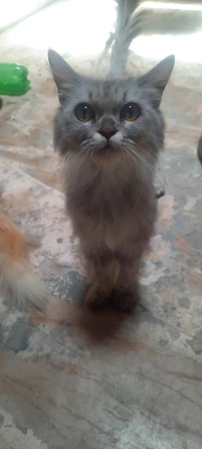 Persian Cat For Sale
