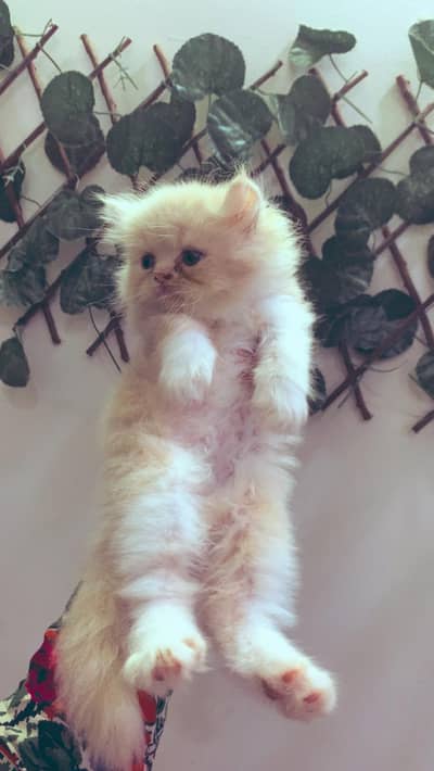 Paws & Pick — Find Your Perfect Cat Today