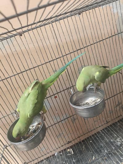 Baby ring neck