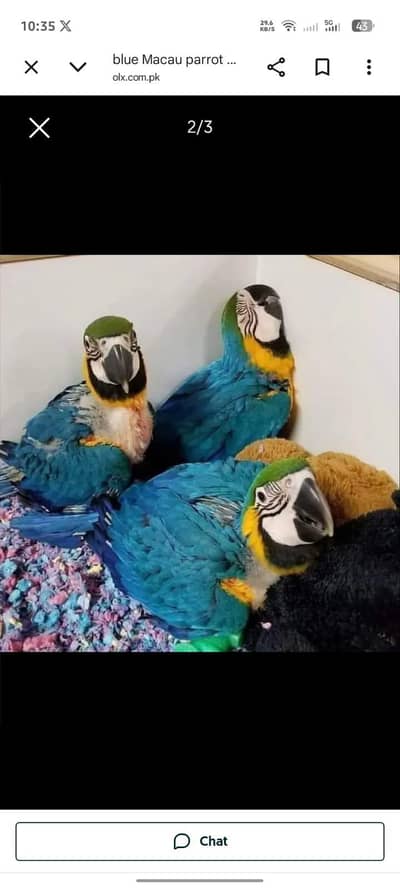 blue Macau parrot chicks for sale (03707110419)