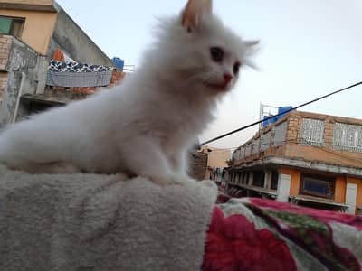 Persian kitten