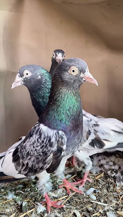 Royal Taddy males