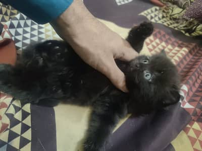 active kitten
