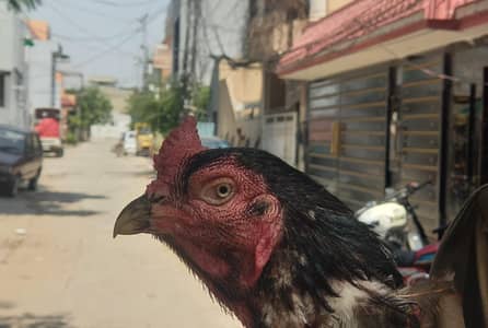 pure Aseel murga