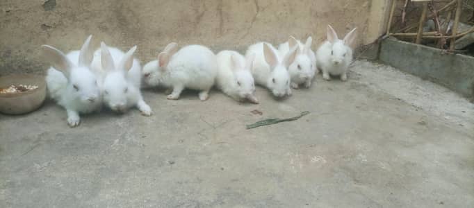 NewZealand White Rabbit
