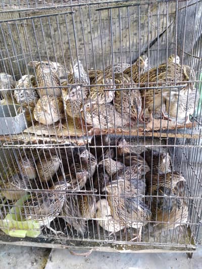 Quail / Batair for sale