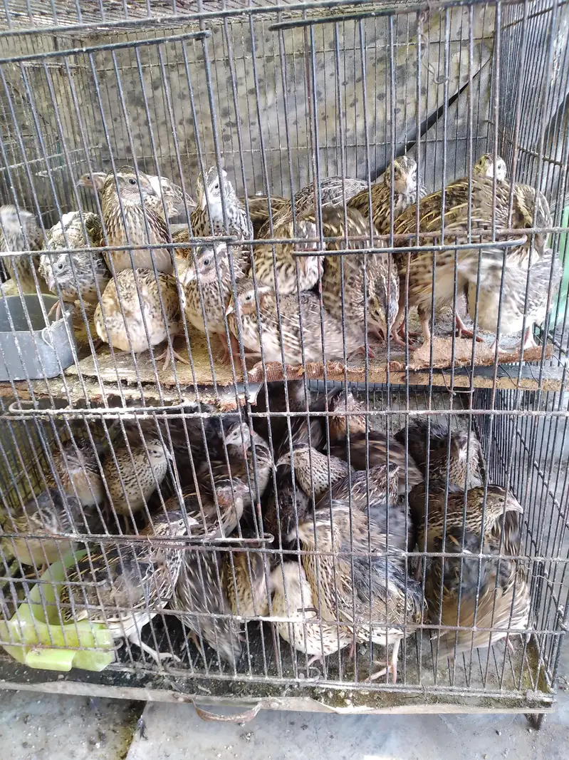 Quail / Batair for sale