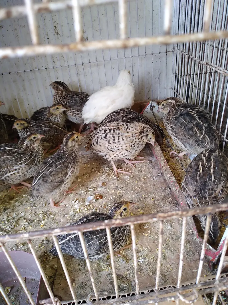 Quail / Batair for sale — photo 2