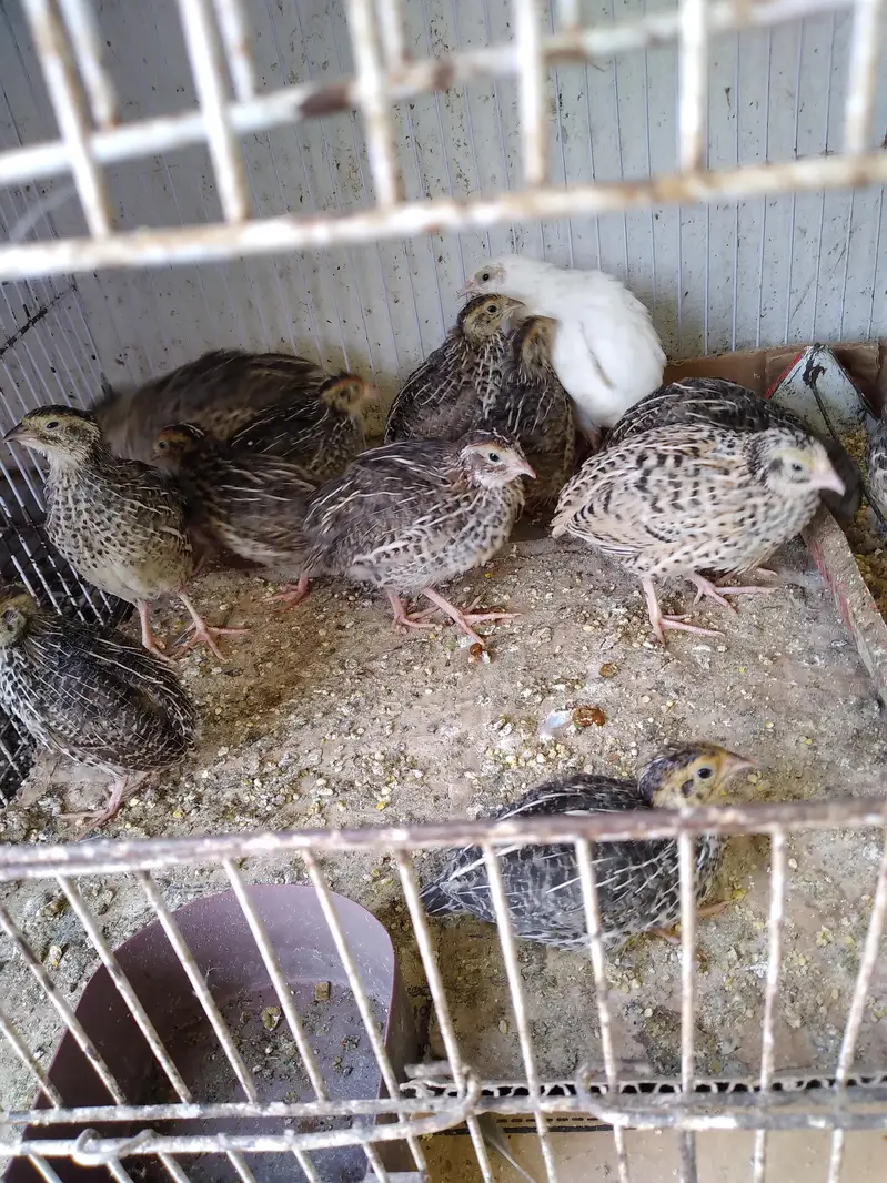 Quail / Batair for sale — photo 3