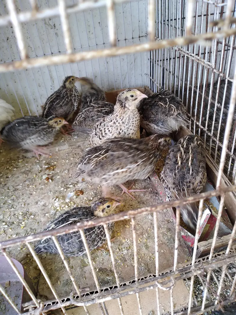 Quail / Batair for sale — photo 4