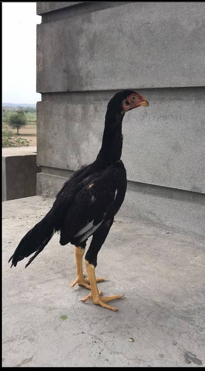 Lassani pair 5 month age