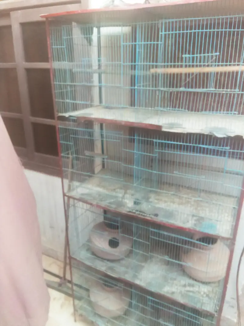 cage 8 porchana