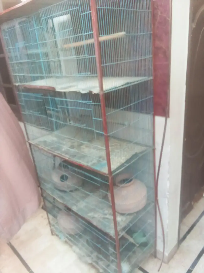 cage 8 porchana — photo 2