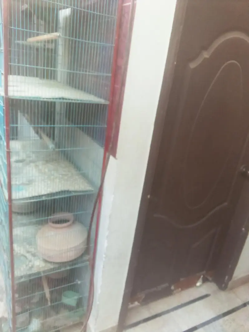 cage 8 porchana — photo 3