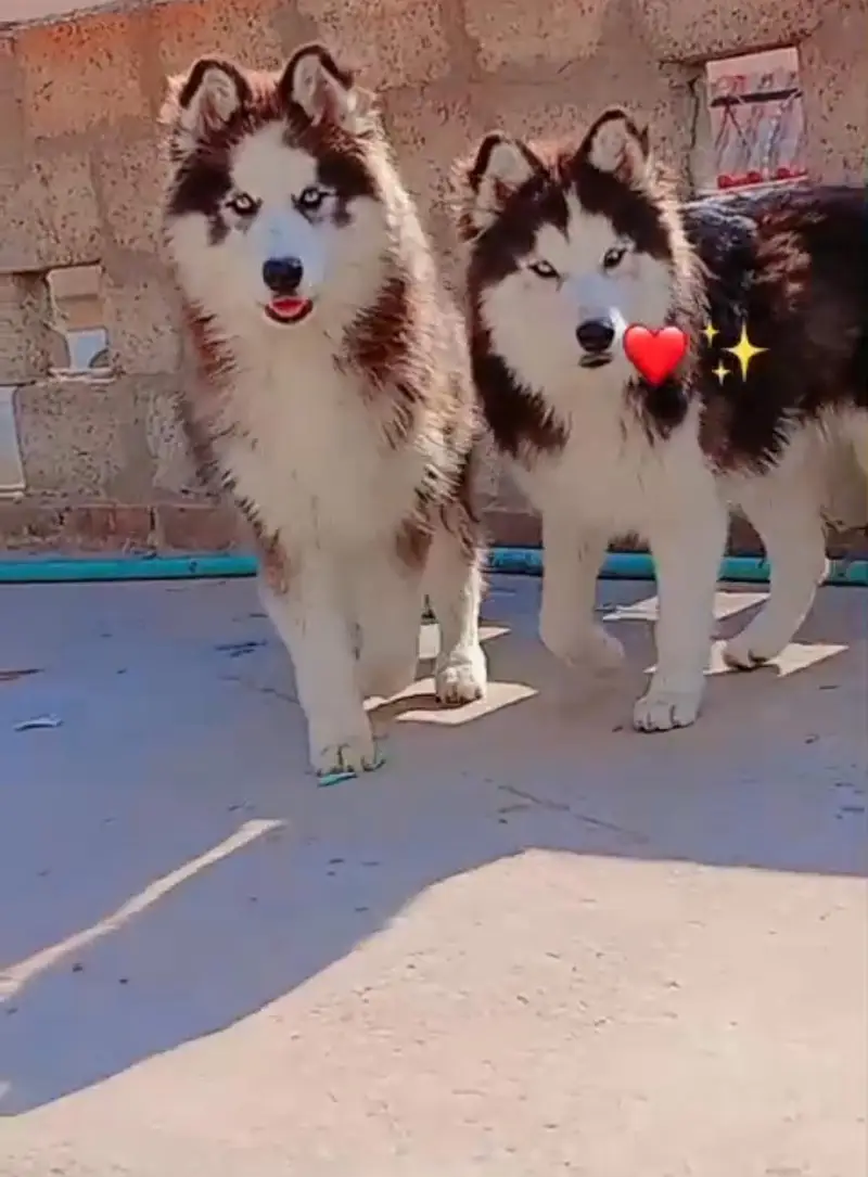 nice dogs — photo 2