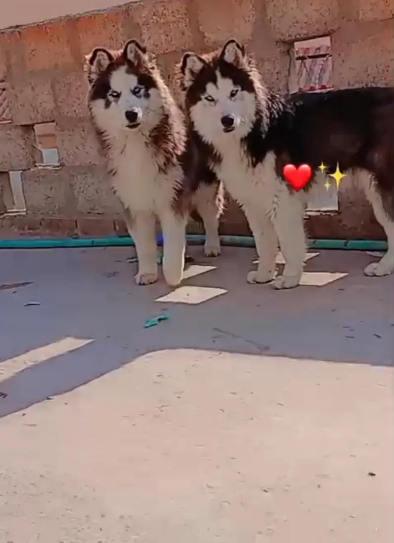 nice dogs — photo 3