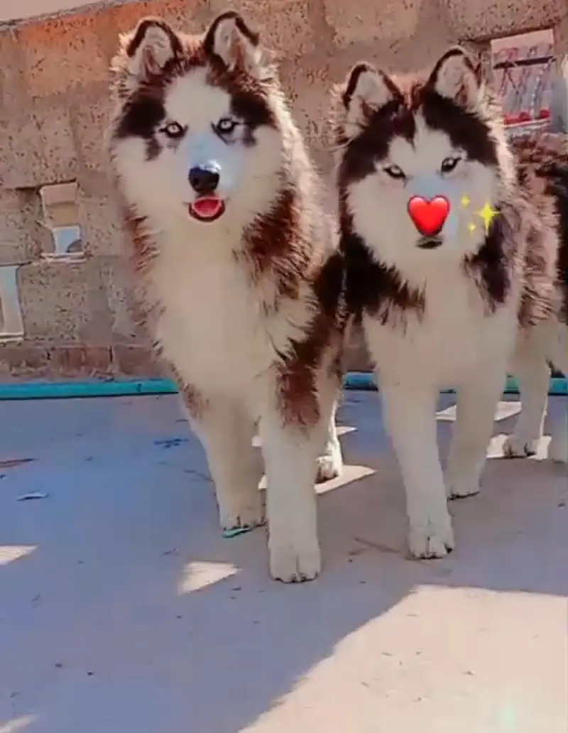 nice dogs — photo 4