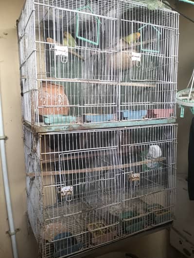 04 healthy Love birds breader pairs