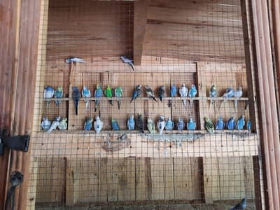 budgies for sale