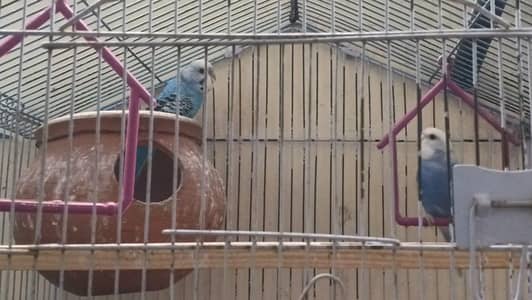 Australian parrots for sale