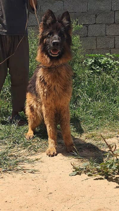 Black Mask German Shepherd Breeder Female