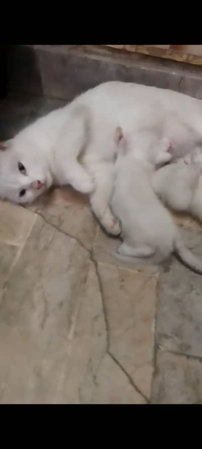 persian cat with 3 kitten