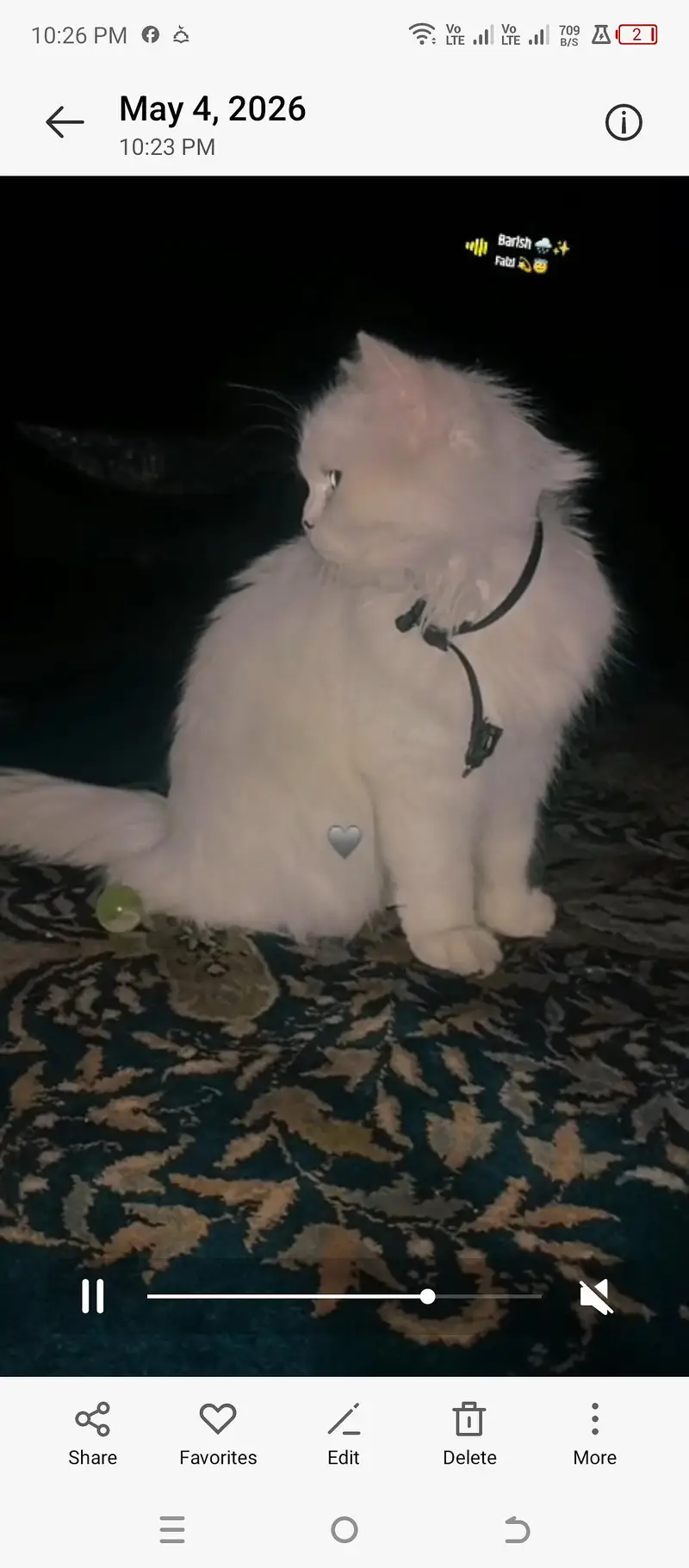 triple coated Persian  cat — photo 2