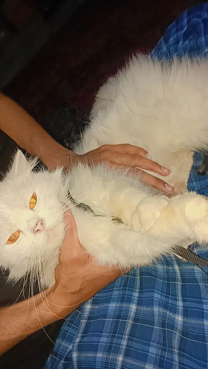 triple coated Persian  cat — photo 3