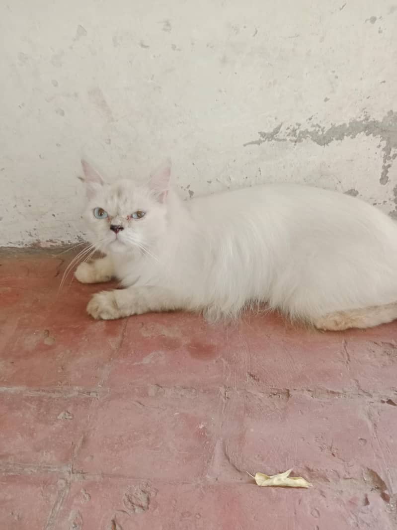 Himalayan cat 0