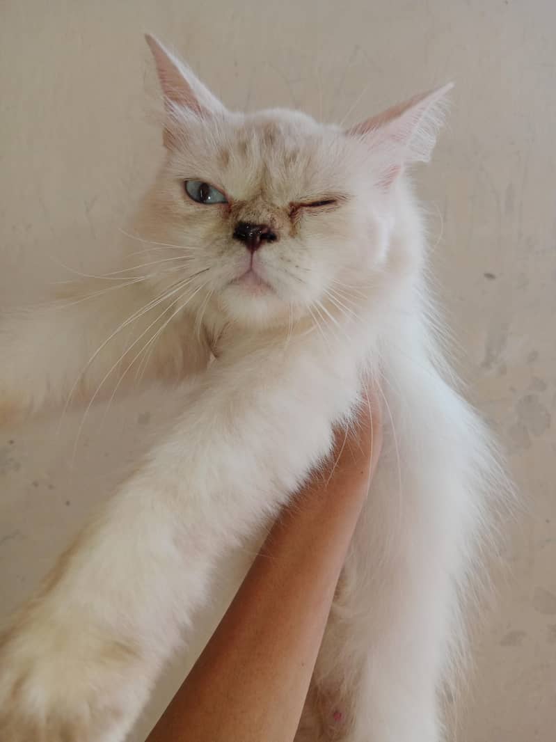 Himalayan cat 1