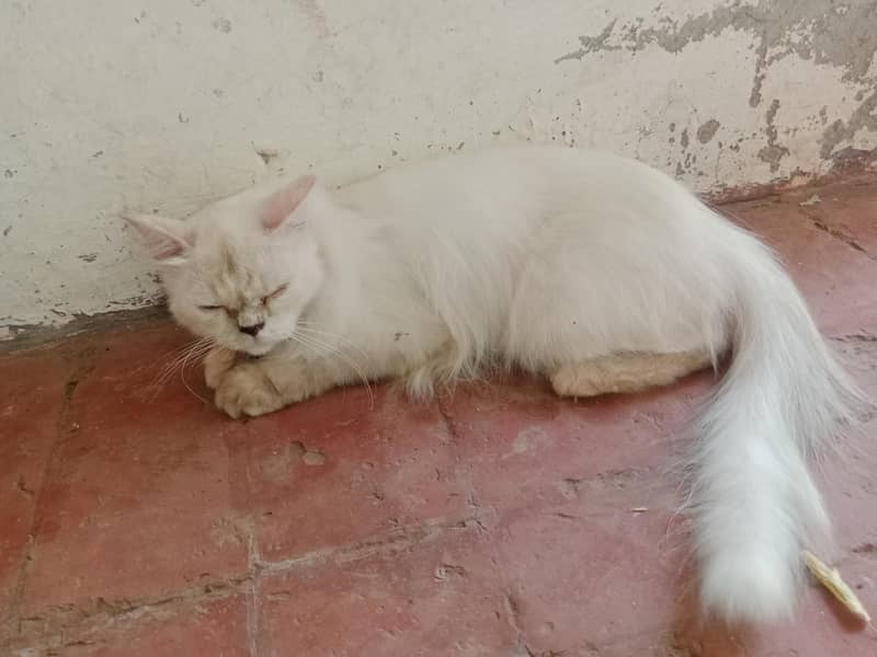 Himalayan cat 2