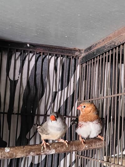 Half orange breeder pair