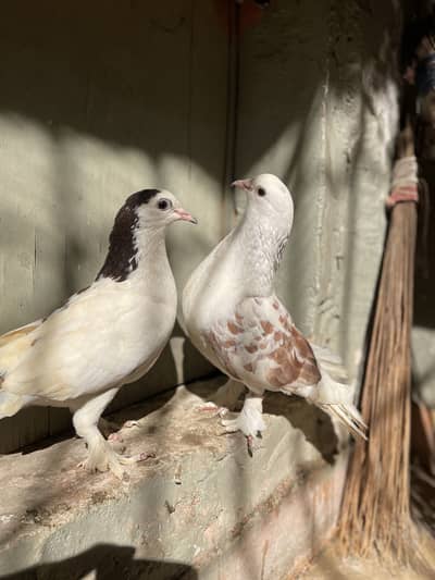 Breeder pair of fancy pigeons