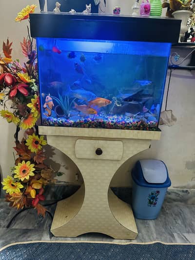 Fish Aquarium