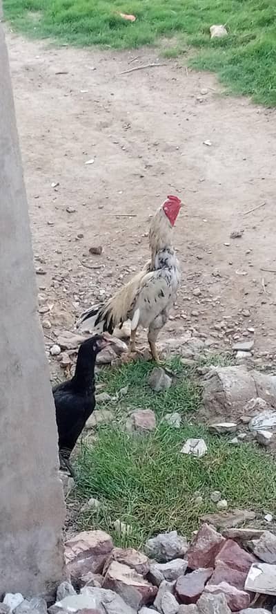 Pure Aseel cheena