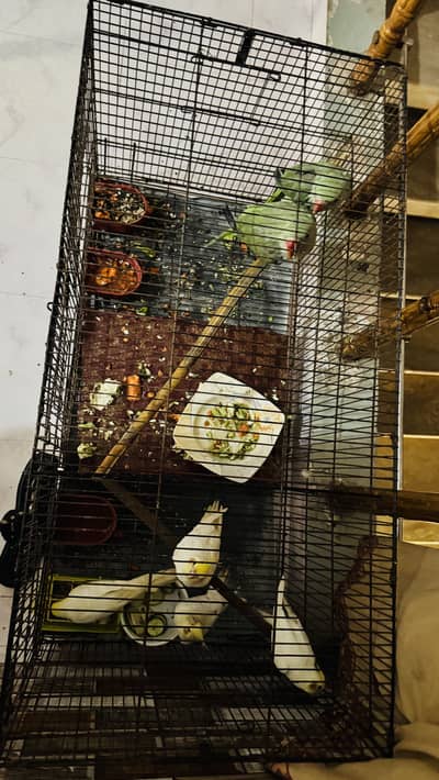Cage for sale