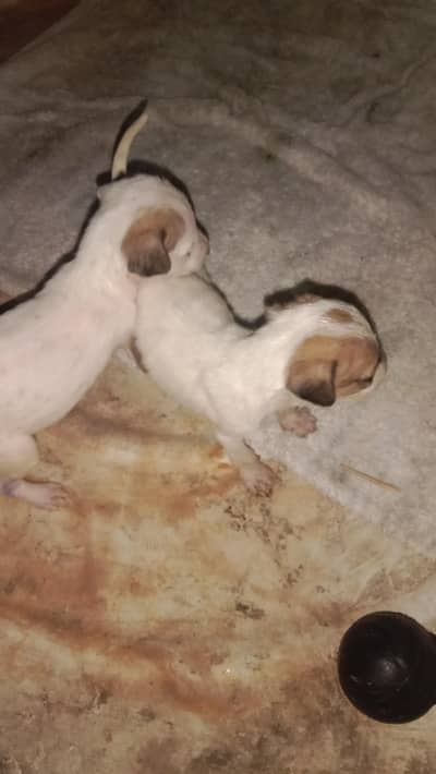Pakistani BULLY GULTAIR mixed breed pair puppies