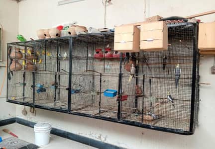 Bird Master Cage For Sale