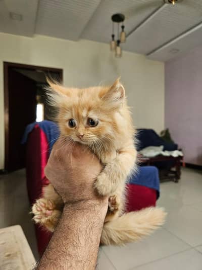 3 female kittens for sale