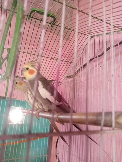 Male female+cage2ft×1.5ft +BOx 6/6
