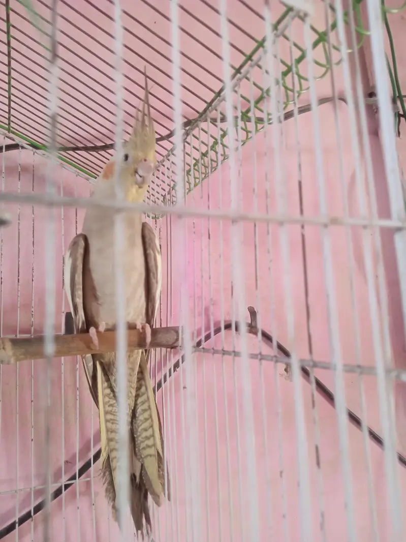 Male female+cage2ft×1.5ft +BOx 6/6 — photo 2