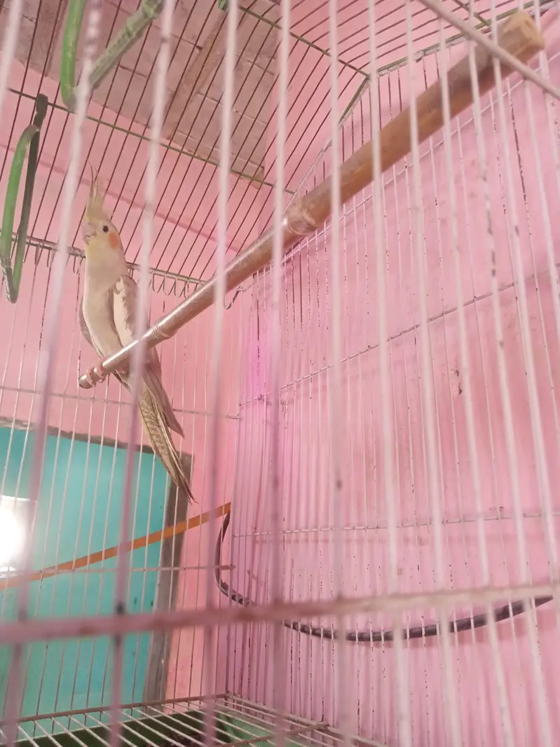 Male female+cage2ft×1.5ft +BOx 6/6 — photo 3