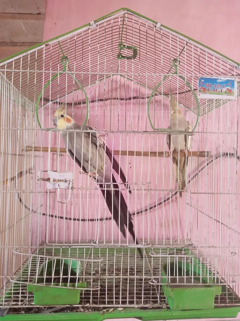Male female+cage2ft×1.5ft +BOx 6/6 — photo 4