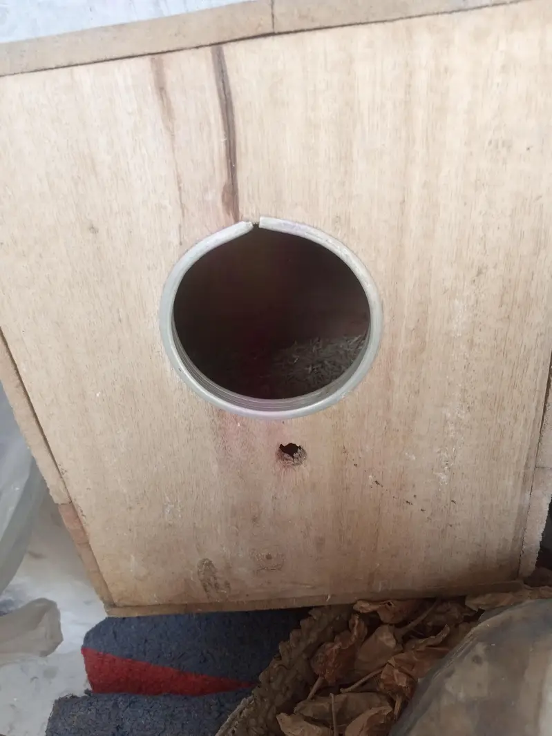 Male female+cage2ft×1.5ft +BOx 6/6 — photo 5
